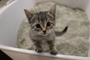 Kedi Kumu Ne Sıklıkta Değiştirilmelidir?