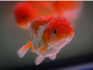 Aslanbaş Balığı: Habitat, Özellikleri ve Bakımı