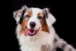 Border Collie ve Avustralya Çoban Köpeği Arasındaki Farklar
