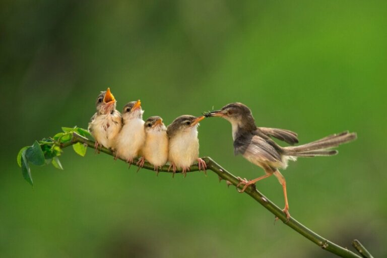 Yavru Kuşları Beslemek: Bilmeniz Gereken Her Şey