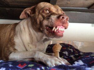 Doğumdan Sonra Saldırganlaşan Köpek: Nedenleri ve Çözümleri