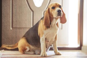 Dişi Bir Köpek Doğumdan Sonra Ne Zaman Tekrar Kızışır?