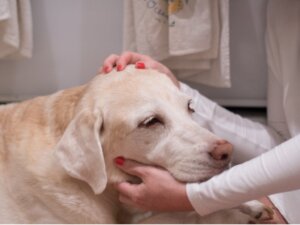 Köpeğinizin Kanser Olabileceğinin 12 İşareti