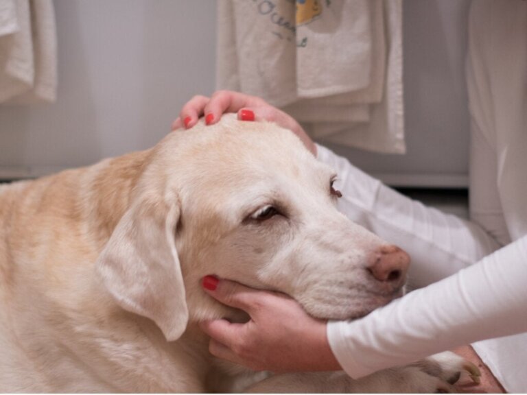 Köpeğinizin Kanser Olabileceğinin 12 İşareti