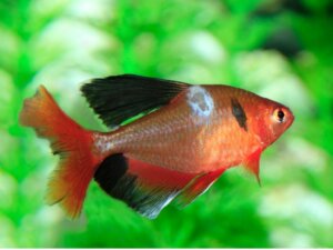 Balıklardaki Mantarlar: Türleri, Belirtileri ve Tedavileri