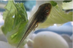 Kurbağa Yavruları Ne Yer?