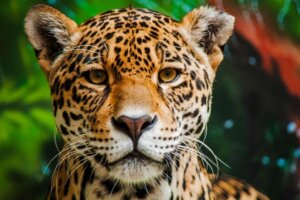 Amazon'daki En Tehlikeli 15 Hayvan