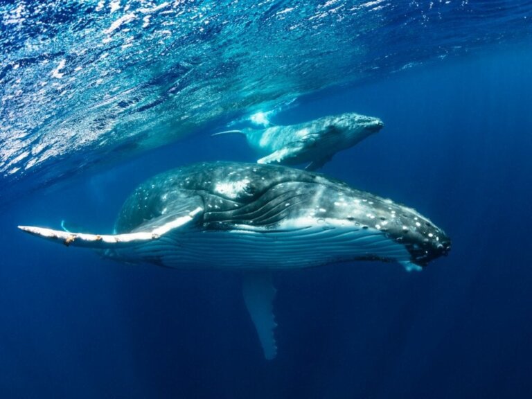 Dünyanın En Büyük 10 Deniz Hayvanı