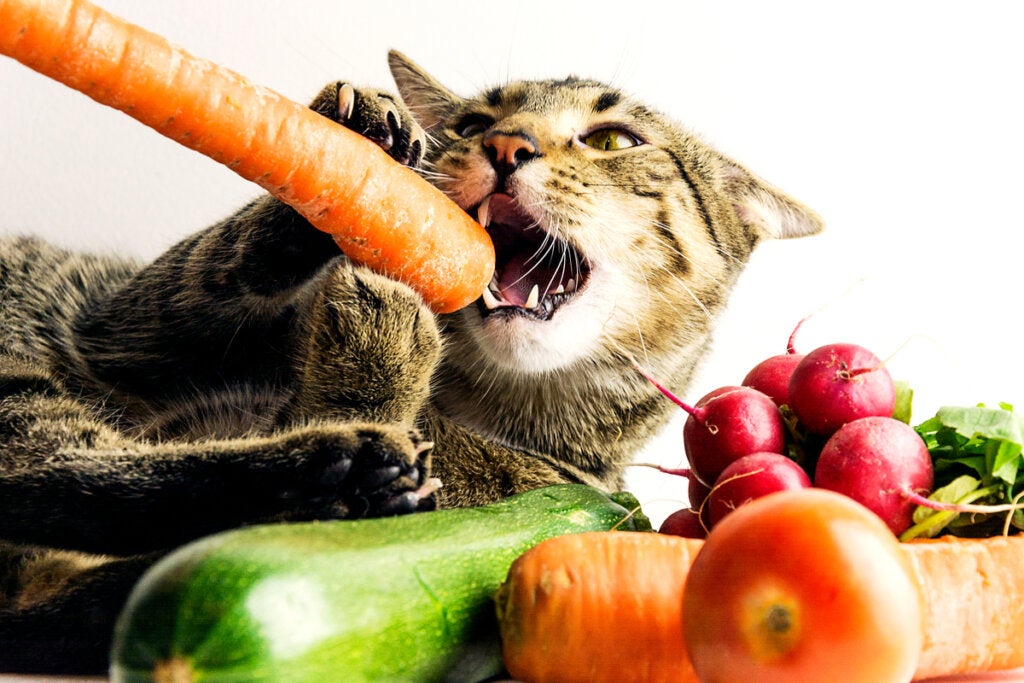 Evcil Hayvanlar İçin Vegan Diyetler Yetersiz, Uzmanlar Söylüyor