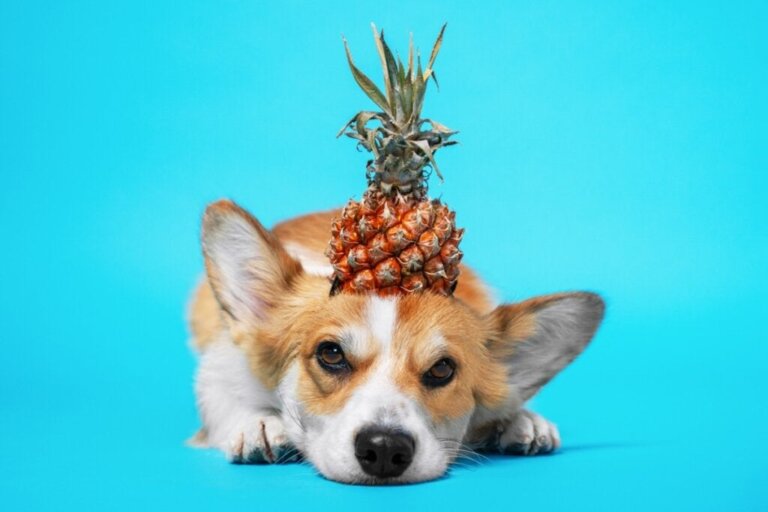 Ananas Köpekler İçin Yararlı Mıdır?