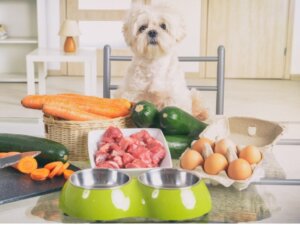 Köpekler İçin 5 Sağlıklı Gıda
