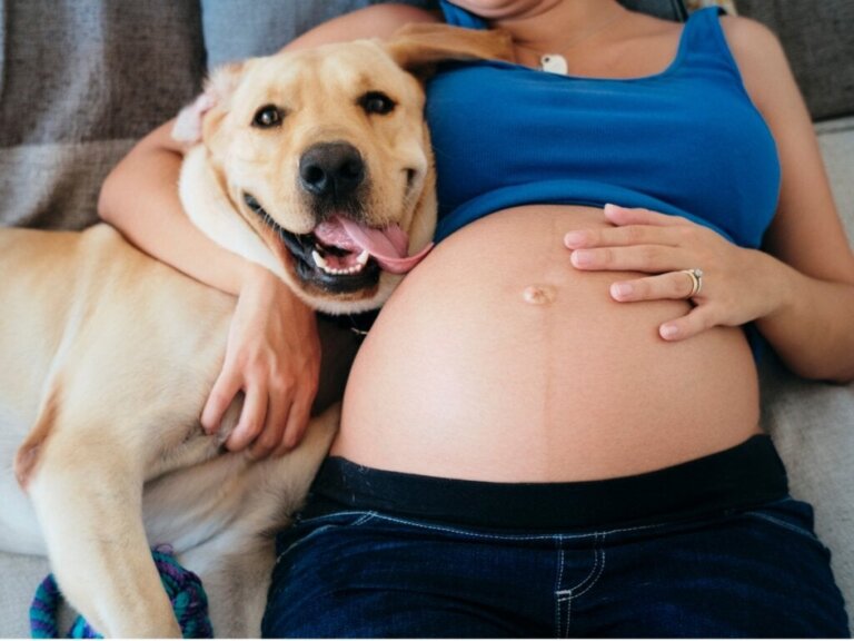Köpekler Hamileliği Tespit Edebilir mi?