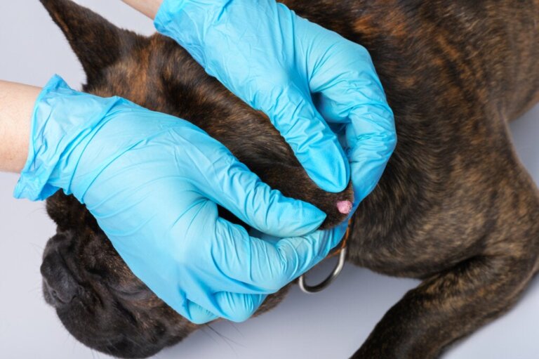 Köpeklerde Papillomlar: Nedenleri, Belirtileri ve Tedavileri