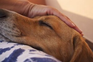 Köpekler, Çocuklarınkine Benzer Duygular Hisseder
