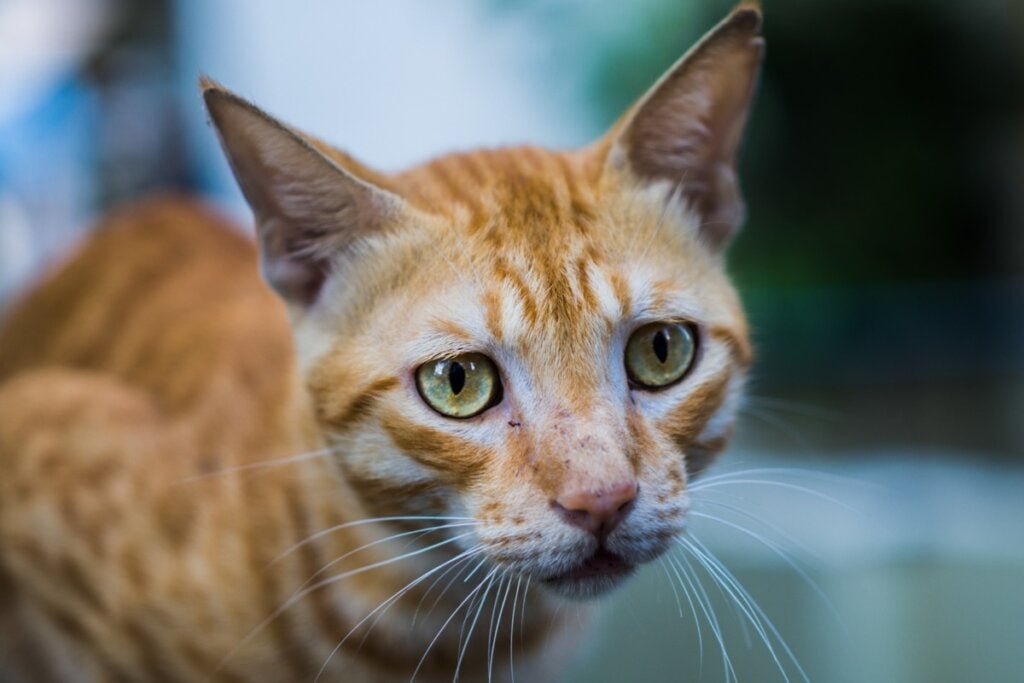 Kedilerde Anoreksiya: Bilmeniz Gereken Her Şey