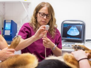 Köpeklerde Yarık Damak: Nedenleri ve Tedavisi