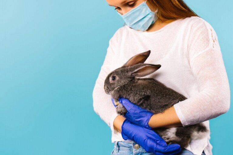 Tavşanlardan Bulaşan Hastalıklar