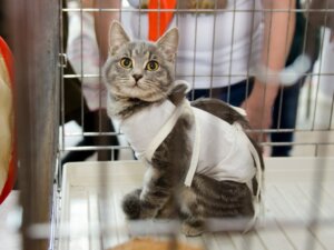 Kısırlaştırılmış Kedi Bakımı