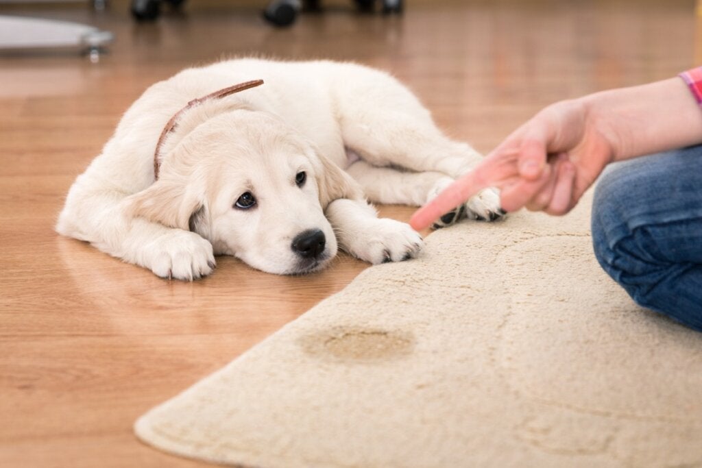 Köpeğimi Azarladığımda Neden İdrar Yapıyor?