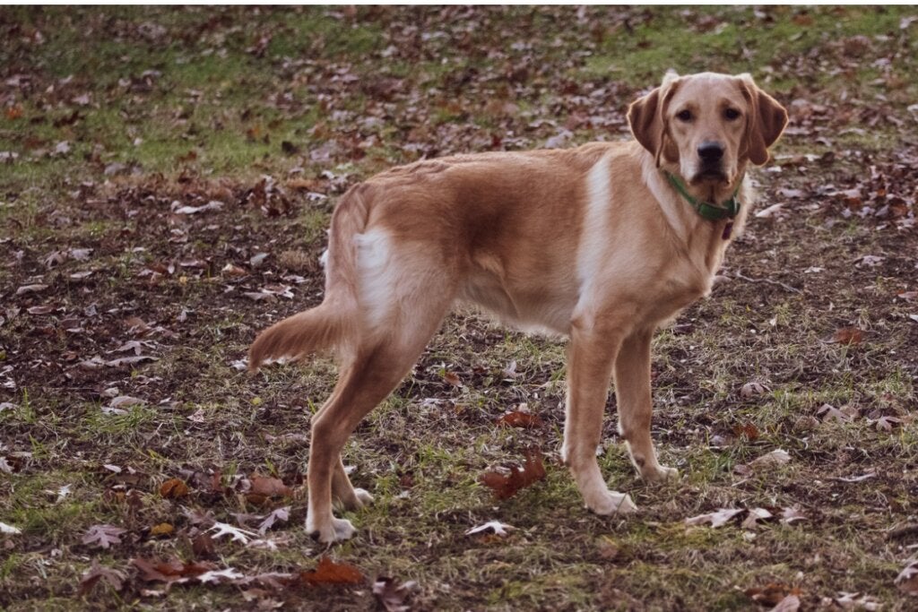Golden Labrador: Bu Cins Hakkında Her Şey