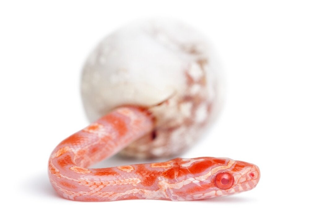 Yılanlar Nasıl Doğar?