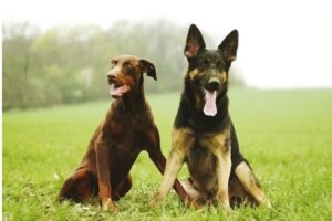Doberman ve Alman Çoban Köpeği Arasındaki 5 Fark