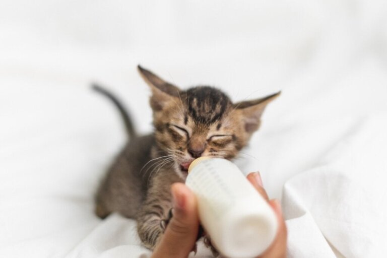 Yeni Doğan Kedi Nasıl Beslenir