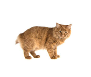 Kedilerde Spina Bifida