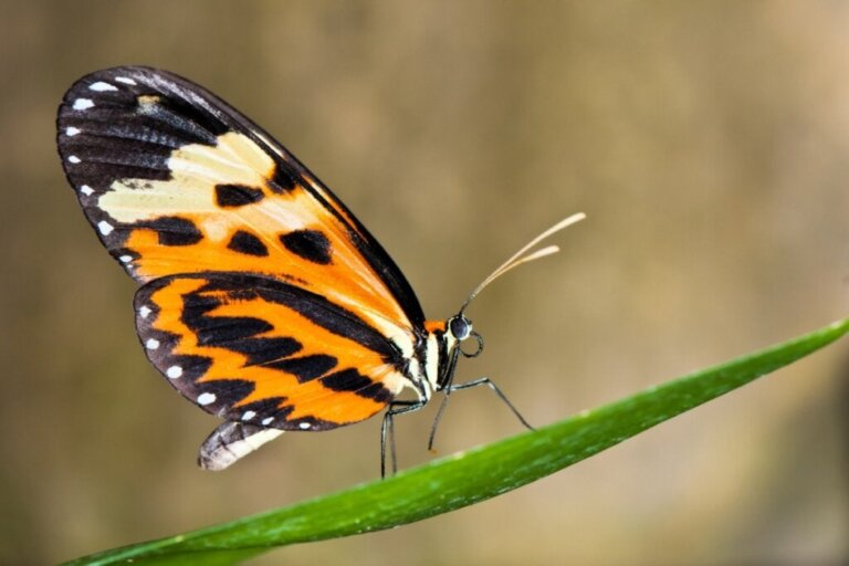 Kelebekler Kanatlarının Rengini Değiştirebilir mi?