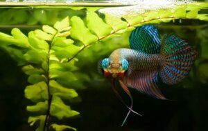 Beta Balıkları Neden Agresiftir?