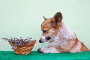 Biberiye Köpekler İçin İyi midir?