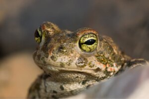 Derilerinden Nefes Alan 9 Hayvan