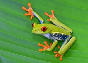 Kosta Rika'nın En Güzel 12 Hayvanı