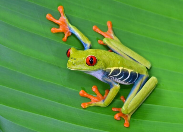Kosta Rika'nın En Güzel 12 Hayvanı