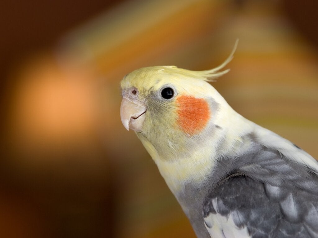 Sultan Papağanlarının Davranışları