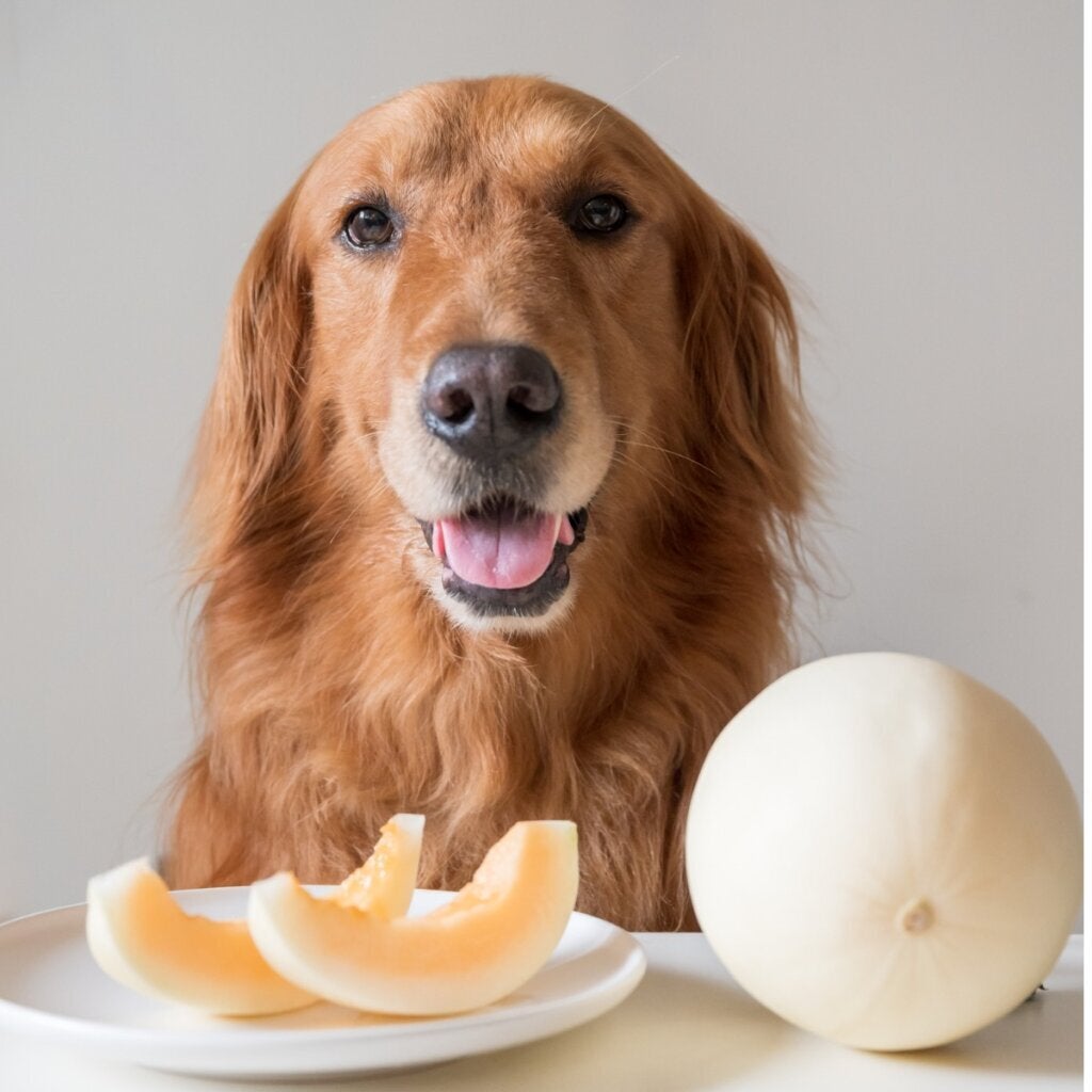 Köpekler Kavun Yiyebilir mi?