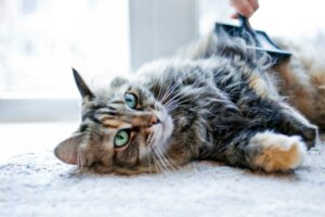 Kedi Tüyü Nasıl Uzatılır