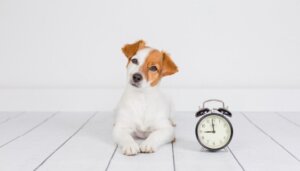 Bir Köpek Yavrusunun İlk Yılında Öğrenmesi Gereken 8 Şey