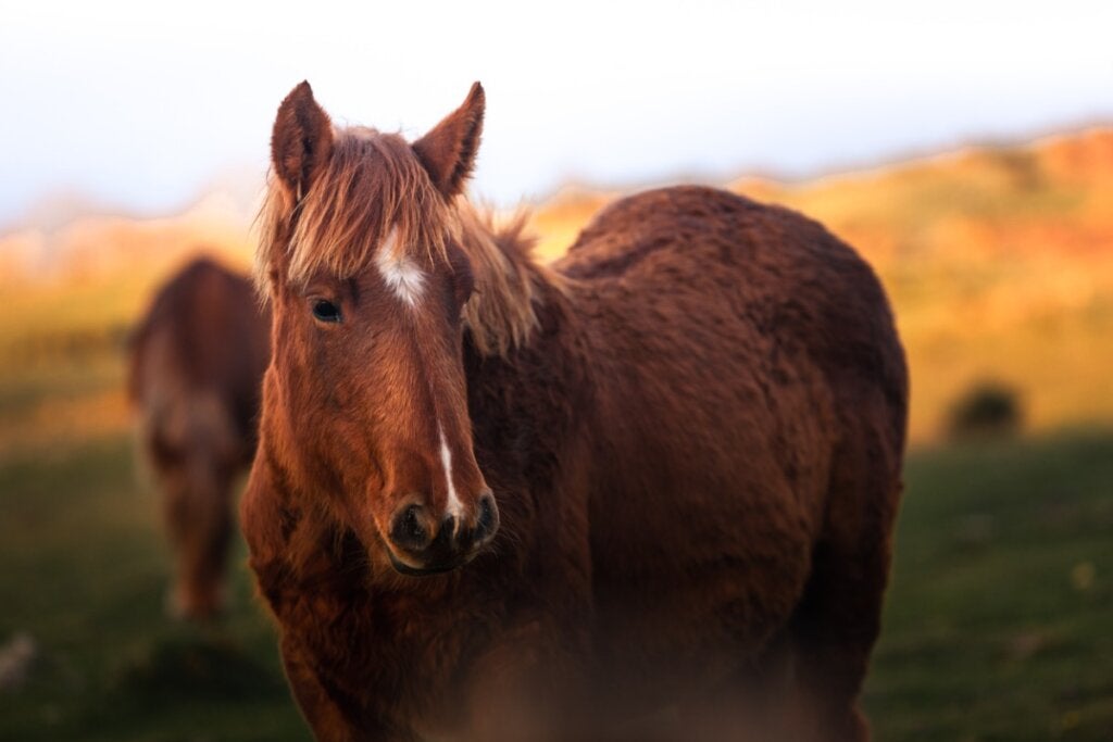 Bir Atın Ağırlığı Ne Kadardır?