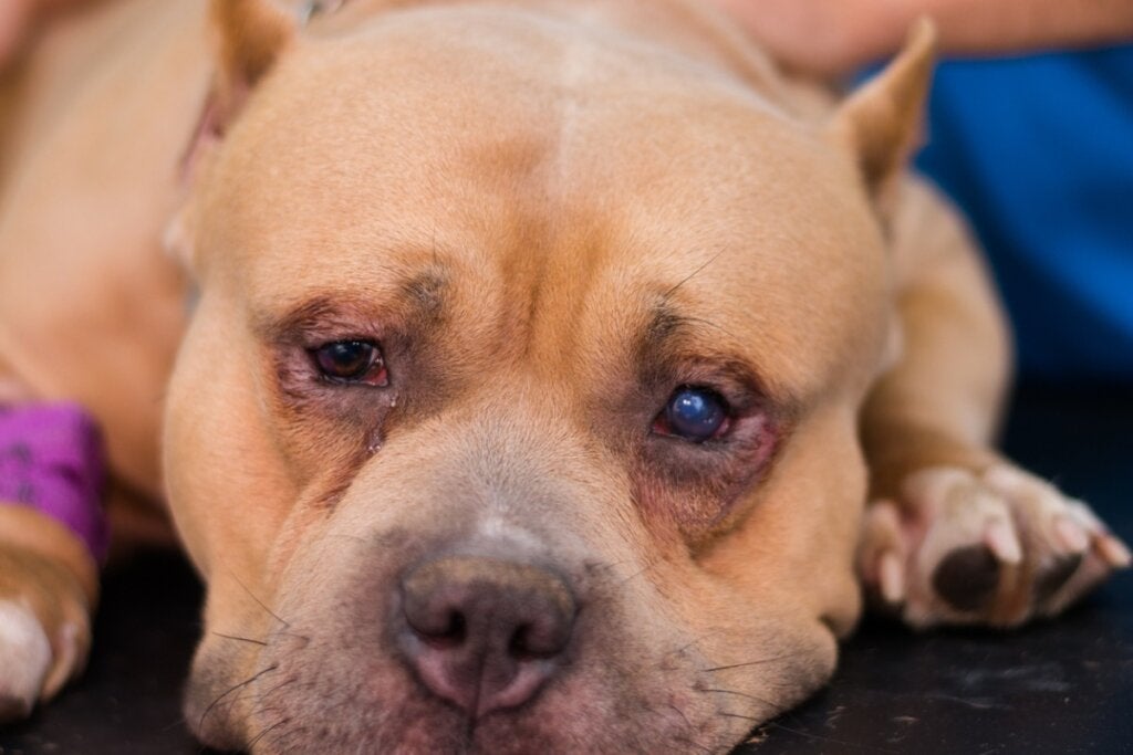 Köpeklerde Entropiyon: Nedenleri, Belirtileri ve Tedavisi