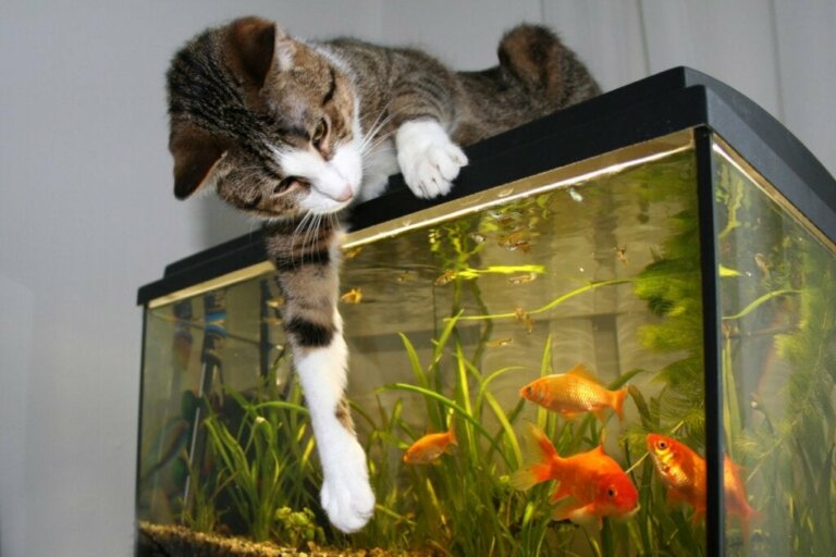 Kediler ve Balıklar Birlikte Yaşayabilirler mi?
