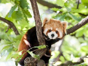 Rakun'a Benzeyen 6 Hayvan