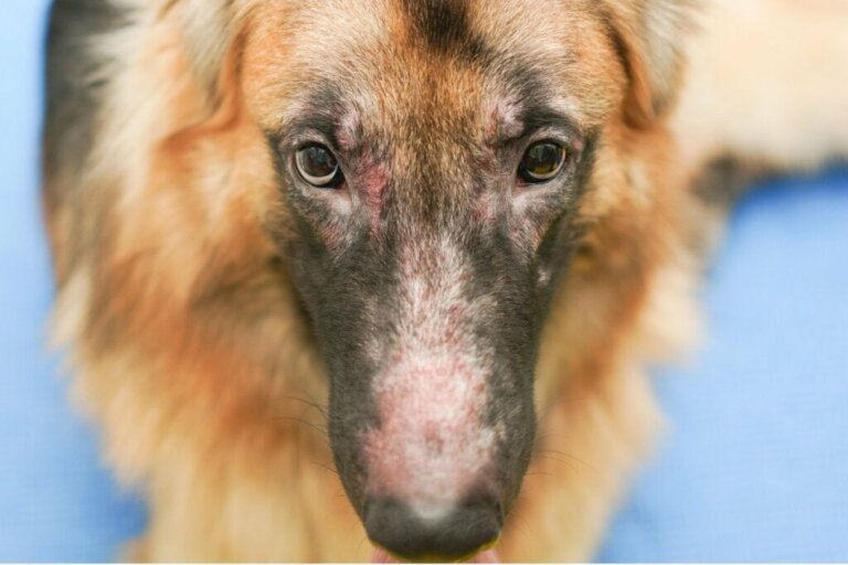Köpeklerde Mantar Enfeksiyonu: Nedenleri, Belirtileri ve Tedavileri
