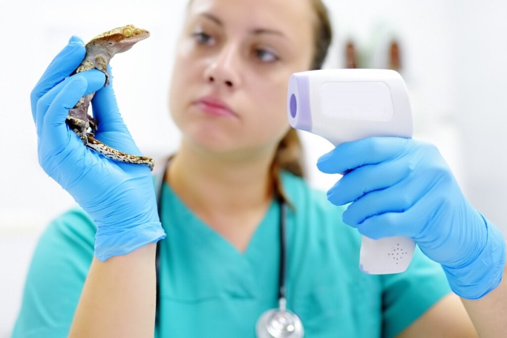 Sürüngenlerde Septisemi: Nedenleri, Belirtileri ve Tedavisi