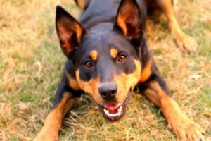 Avustralya Kelpie: Bu Cins Hakkında Her Şey