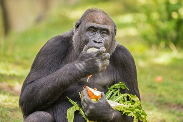 Goriller Ne Yiyor?