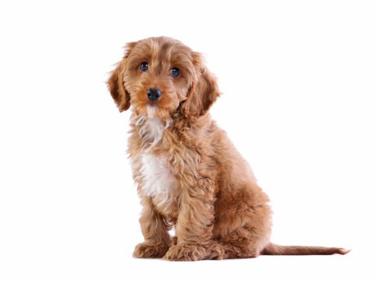 Cockapoo: Bakım ve Özellikleri