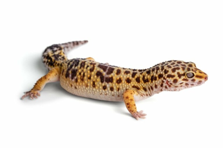 Leopar Gecko'nuzun Kuyruğu Düşerse Ne Yapmalısınız?