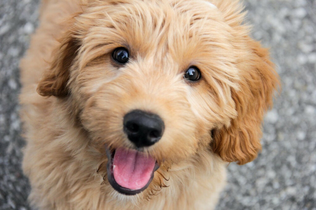 Goldendoodle: Bu Cins Hakkında Her Şey