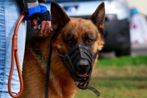 Bir Köpeği Ağızlık Takmaya Nasıl Alıştırırım?